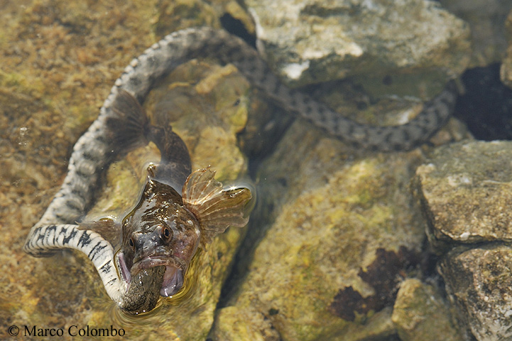 Natrix tessellata & Cottus gobio, predazione